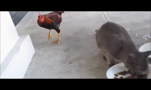 FUNNY COMPILATION - NEW FUNNY ANIMAL 