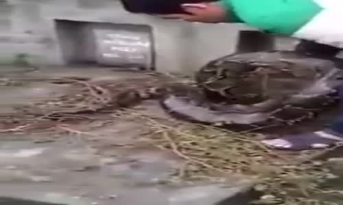 Imagine this Snake Digs Your Grave  Chilling Footage