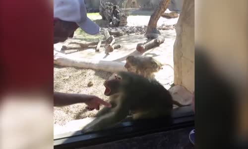 Baboon Is Amazed By Mans Magic Trick