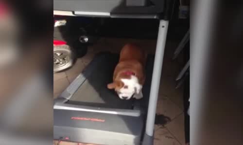Excited Bulldog Jumps For Joy On Treadmill