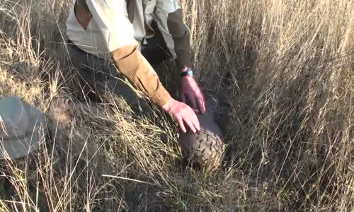 PANGOLIN SIGHTING