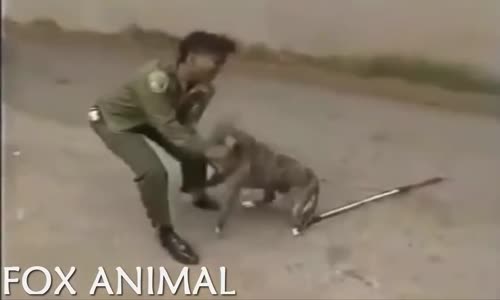 WILD ANIMALS ATTACK HUMAN -- DANGEROUS -- PART 2 -