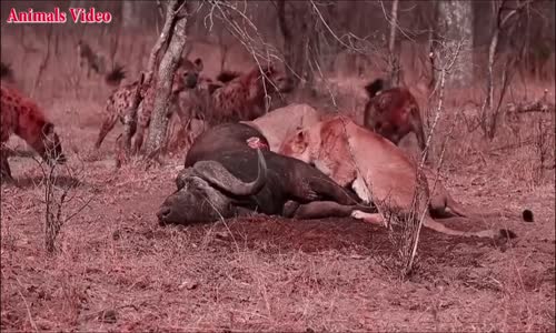 Lion vs Hyena __fight to Death