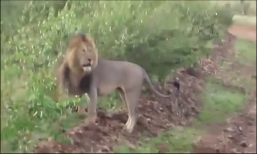 Animal Fight_ Lion vs Lion