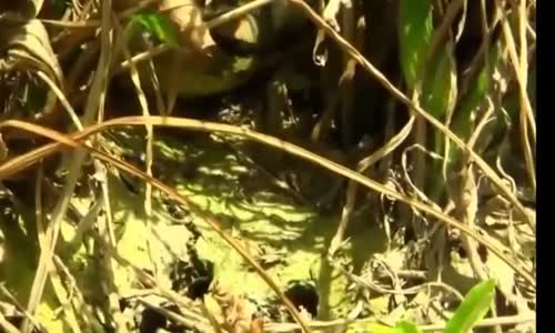  giant anaconda snakes found on Earth