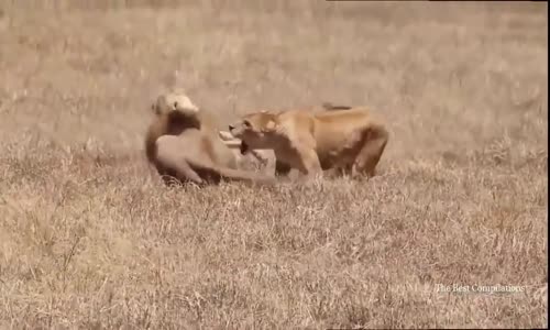 Animals  BATTLE 