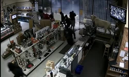 Dramatic Footage of Thieves Ripping Off Gun Store Door, Stealing Weapons In Houston