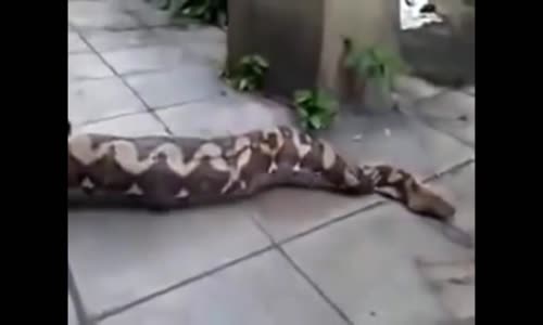 Python removes an animal it swallowed
