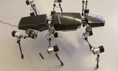 Hector the robot mimics a giant stick insect 