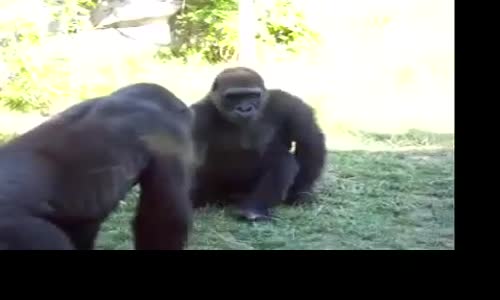 Gorilla Crazy Fight! Gorila loco lucha!.