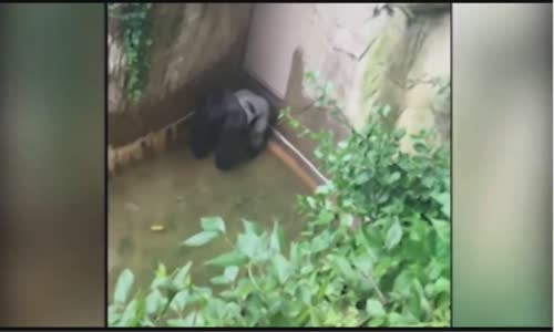 Gorilla grabs child who's fallen into habitat at Cincinnati Zoo 