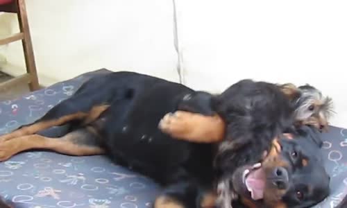 Rottweiler and Little Puppy Funny Video