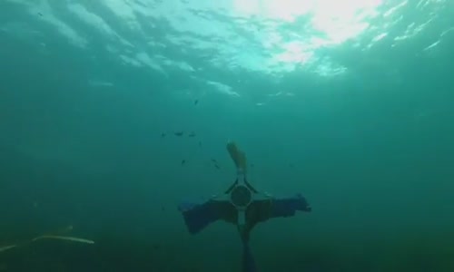 Sepios the robot cuttlefish takes to the sea 