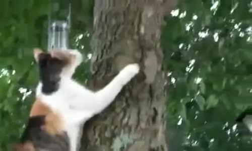 Cat helps kitten 