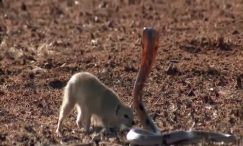 Snake vs Mongoose _ Fight 