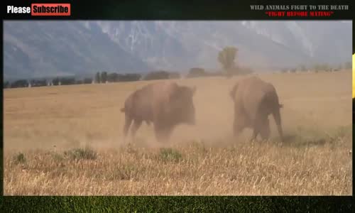 Animal fights - Buffalos attacks lions 