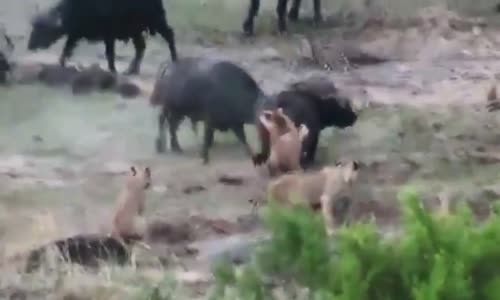 Buffalo Attack and Kills  Lion 