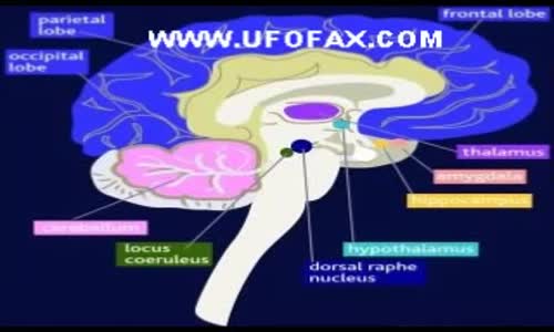 Hyperspace - Parallel Realities - The Amygdala messages from the Dead