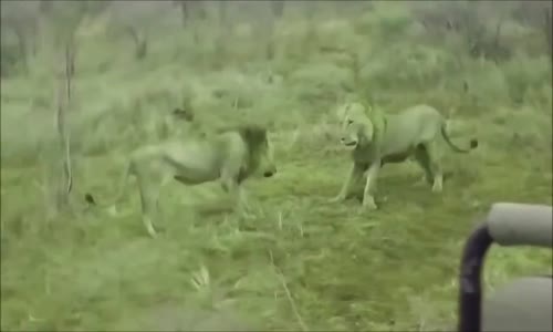 Lion vs Lion Fight 