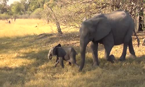 Cute Baby Elephant Calf Charges Safari Vehicle