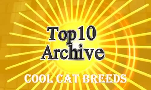  Unusual Cat Breeds