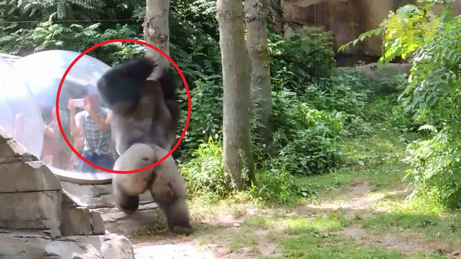 Gorilla attack human!