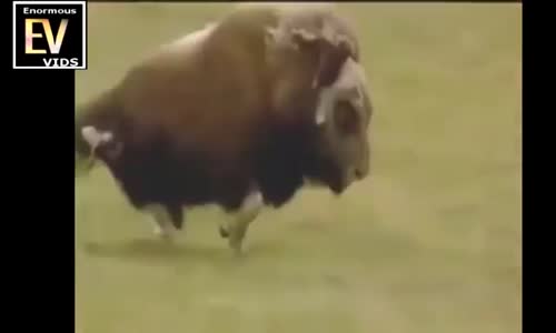 TOP Animal Fights Caught On Camera #1 Buffalo,crocodile,Elephant, GORRILA.