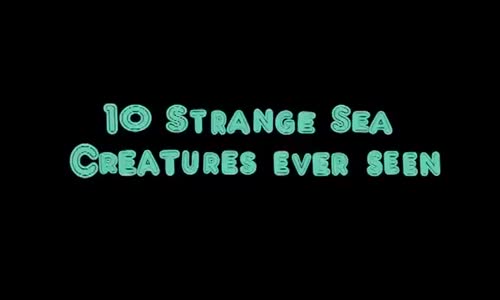 10 sea Creatures You Wont Believe Exist 