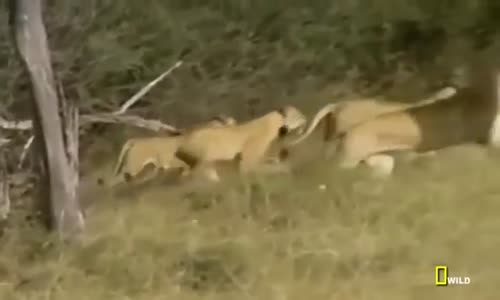 Lions vs Hyenas 