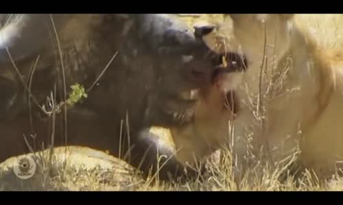 Lions attacks Buffalo