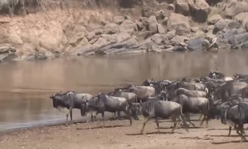 Animal fights _ Rhino attacks lions