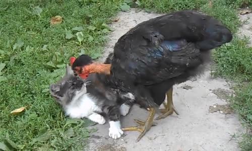 Chicken saves kitten from fleas 