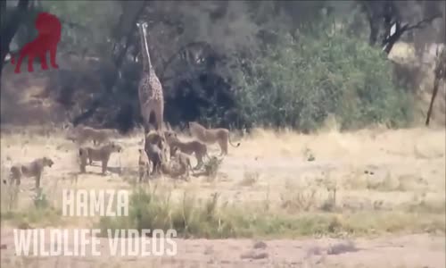 LION vs GIRAFFE FIGHT TO DEATH 