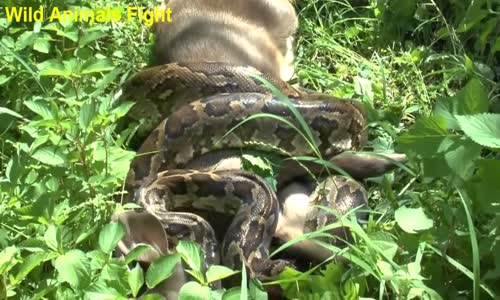 Python Snake Kills and Swallows Deer - Giant Anaconda 