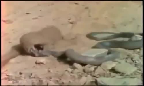  Snake fight Videos Compilation 