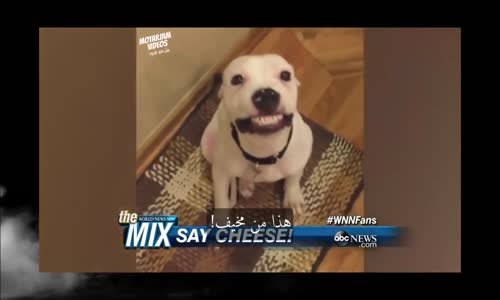 ‫بالفديو كلب يتبسم عند رؤية اللكاميرا !!! (مترجم)‬‎