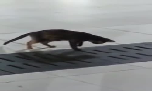 Cat amazing hunting skills