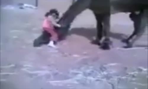 Watch Little Girl Playing with Camel  Very Cute