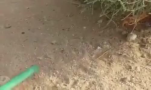 Snake Comes Out of Nowhere from Sand