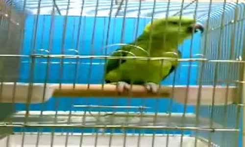 Parrot Recites Quran the book of Allah