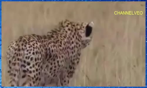 Cheetah attaque gazelle  la course du guepard  ralenti 