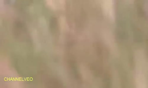 cheetah hunts and kill   fastest gazelle  in slow motion 
