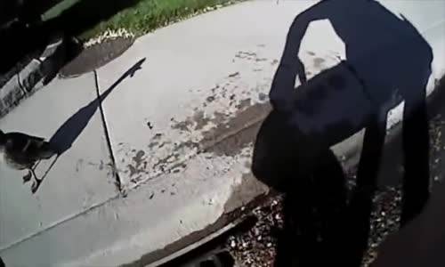 Cop rescues ducklings from sewer 