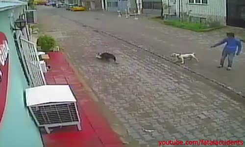 Pitbull kills stray cat while it's owner watches 