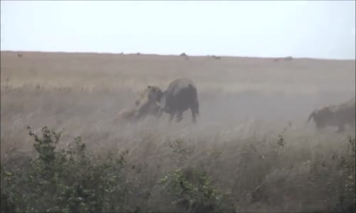 ‫عالم الحيوانات ،الافتراس رااااااااائع!!!!!!!!‬‎ 