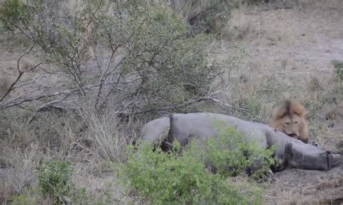 Most amazing wild animal _ lion et rhinoceros 