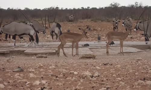 ‫أجمل منتزهات الحيوانات بإفريقيا ناميبيا etocha namibia‬‎ 