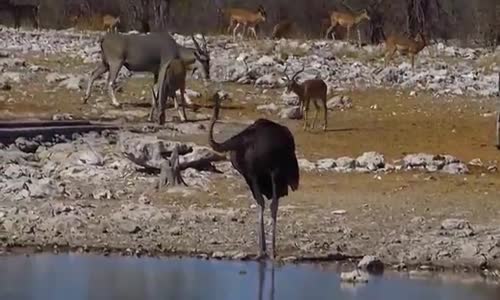 Etocha   namibia       منتزه الحيوانات ايتوشا بناميبيا 