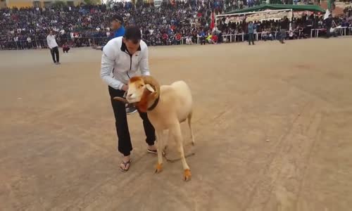 ‫الرهان على مصارعة الاكباشcombat de moutons‬‎ 