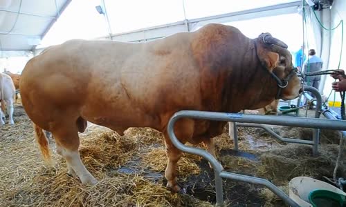 Impressionnant toreau 1500 kg ثور  يزن أكثر من 
